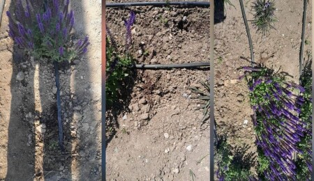 LAÇ Belediyesi’nden refüjlerdeki çiçeklerin sökülmesine tepki!