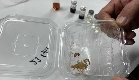 Astronotların uzaydaki radyasyondan korunması için akrep derisinden krem üretildi