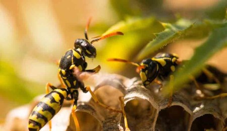 Araştırma: Yaban arıları, deneyimli arıları izleyerek bulmaca çözmeyi öğreniyor