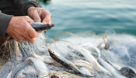 WTO’s Global Fisheries Subsidy Ban Enters Into Force