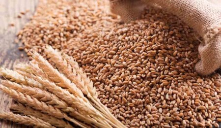 Buğday üreticilerine sübvansiyon ödemesi kararı tadil edildi