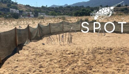 Yavru kaplumbağaların karavanlara gitmemesi için yuvaların etrafına ışık bariyerleri yerleştirildi
