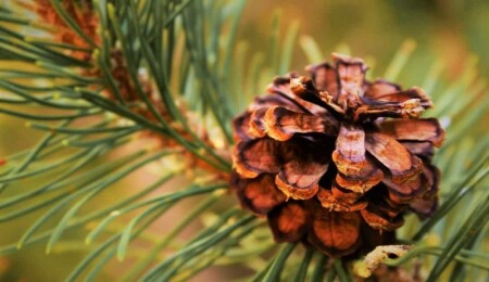 Güney Kıbrıs’ta inşa edilecek büyük güneş parkı için bin 400 çam ağacı kesilecek