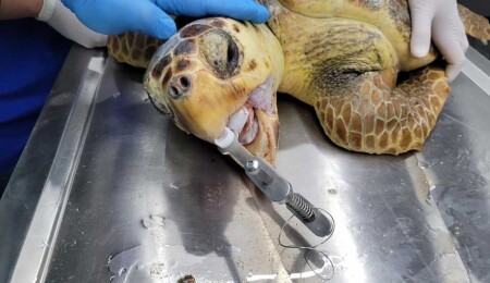 Antalya'da yaralı caretta caretta kurtarıldı