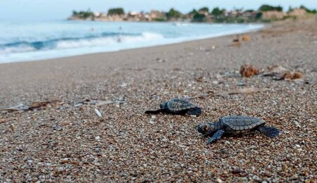 Manavgat'ta caretta carettalar mavi sularla buluşmaya başladı