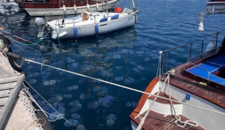 Aşırı denizanası artışı balıkçılığı tehdit ediyor