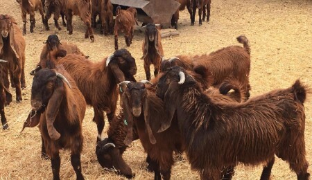 Devlet Üretme Çiftliği’nde kasaplık hayvan satışı: Çömlekçi’de 20 kasaplık kuzu ihaleye sunulacak
