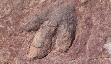 Dışkı fosilleri, dinozorların yeryüzünün hakimiyetini nasıl ele geçirdiğini ortaya koydu