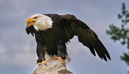 Kel Kartal resmen Amerika Birleşik Devletleri'nin ulusal kuşu oldu