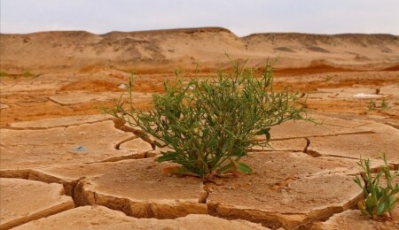 WMO'dan "iklim değişikliğiyle mücadelede sadece bilim ve teknoloji yeterli değil" uyarısı