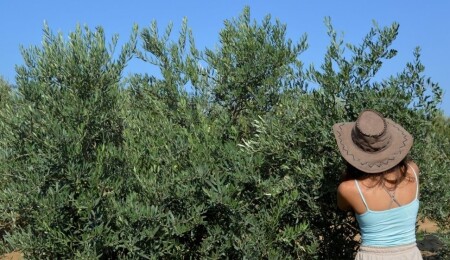 Akdeniz'de bu pazar Ecolive Hasat Festivali var