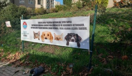 Maltepe'de tekmelenen kedinin kaburgaları kırıldı