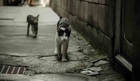 Kedi Adası'nda kriz: En kötü senaryoyu önlemeye çalışıyoruz