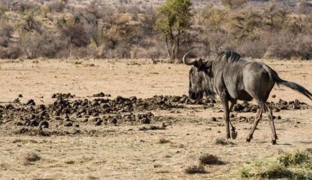 Kenya'da kuraklık nedeniyle 2,6 milyon hayvan ölüm tehlikesiyle karşı karşıya