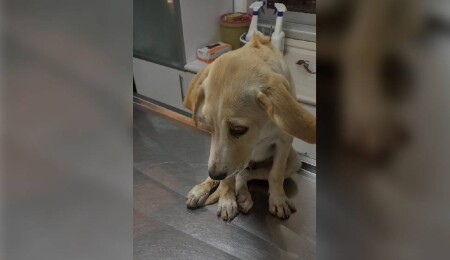 Köpeklerin üzerine sürdü, görmediğini iddia etti