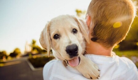 Veterinerden sıcaklık uyarısı: 9 köpek cinsini işaret etti