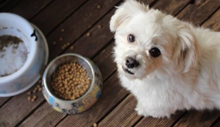Nesli tükenme tehlikesinde olan 10 köpek türü