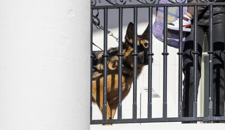 Biden'ın saldırganlığıyla bilinen köpeğinin en az 24 Gizli Servis personelini ısırdığı ortaya çıktı