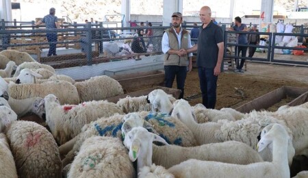 Türkiye’de kurban pazarlarında arife günü hareketliliği