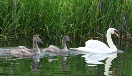 İngiltere'nin 838 yıllık geleneği: Kuğu nüfus sayımı