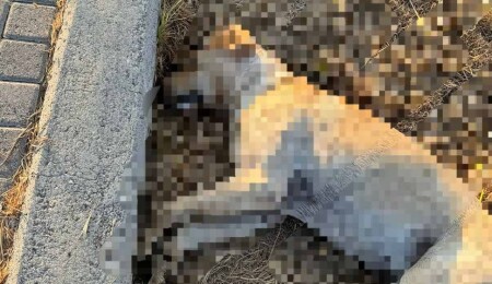 Lapta Sahil Yolu'nda en az 7 köpek zehirlendi!