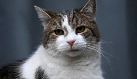 İngiltere'de beş başbakan deviren kedi Larry hala görev başında