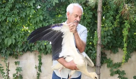 Yaralı leylek yavrusuna ilk tedavi