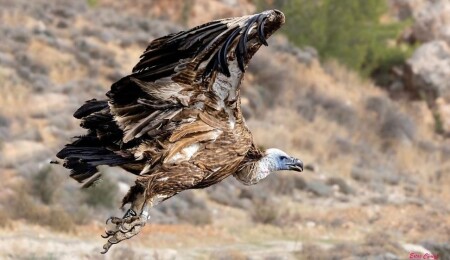 Rehabilite edilen genç Kızıl Akbaba, izolesiz elektrik direğinde yaşamını yitirdi