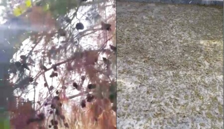 Psikolog Pembe Ardıç’tan çam kese böceği tepkisi: Yetkililer, hiç müdahalede etmedi