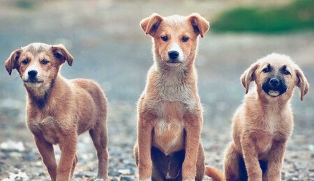 Altın Patiler Derneği, hayvanları açık açık zehirlediğini söyleyen kişi hakkında suç duyurusunda bulundu