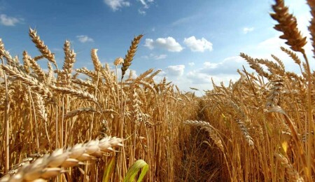 FAO: Küresel gıda fiyatları temmuzda da değişim göstermedi