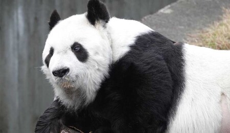 Japonya'nın en yaşlı pandası "Tan Tan" hayatını kaybetti