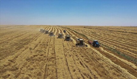 Kıbrıs Türk Malları Vasiliği, yasa dışı ekimlere karşı yeni düzenlemeler için araştırma yapıyor