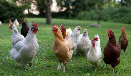 Avustralya'da kuş gribi alarmı: 500 binden fazla tavuk itlaf edilecek