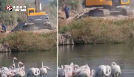 Haspolat’taki havuzlar kuruyor, kuşlar, proje dinlemiyor!