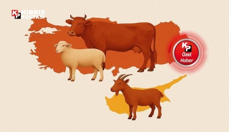 Canlı ette şaşırtan tablo: Türkiye’de maliyet düşük, fiyat yüksek – KKTC’de tam tersi!