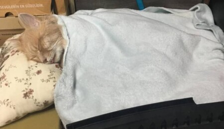 Türkiye’de kediyi duvara fırlatıp öldürdü, 4 yıla kadar hapsi istendi
