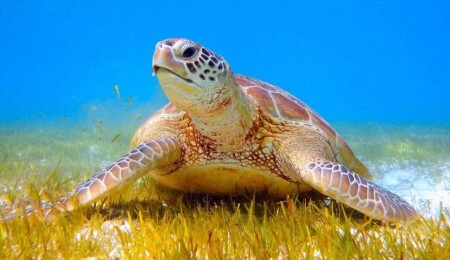 56 deniz kaplumbağasından sinyal alınamıyor