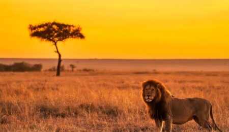 "Serengeti'nin kralı" Bob Junior, rakiplerine yenik düştü