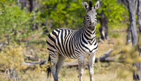 ABD'de zebra saldırısına uğrayan adam hastanelik oldu