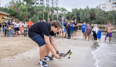 Deniz kaplumbağalarına olan duyarlılık arttı