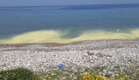 Warning Issued Against Swimming at Lady’s Mile Beach