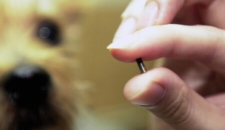 South Korea Posts Record Chip Exports in August