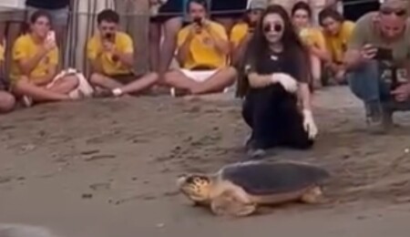 Tedavisi tamamlanan kaplumbağalar denize salındı