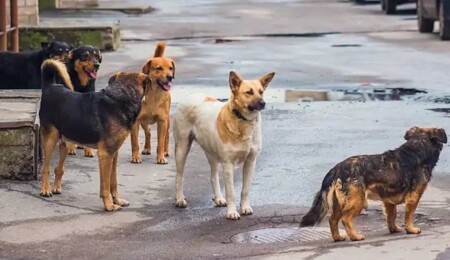 Lefke Çevre ve Ekoloji Derneği, terk edilen köpeklere "başıboş" dedi, tehlike oluşturduklarını iddia etti!