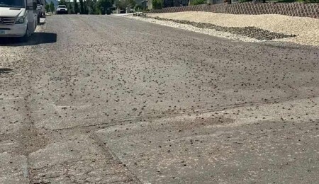 Böcekler kenti istila etti: Kar küreme araçları devrede