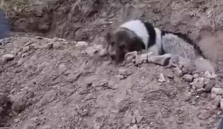 Mezar başında nöbet: Vefalı köpek ölen sahibinin mezarını terk etmiyor