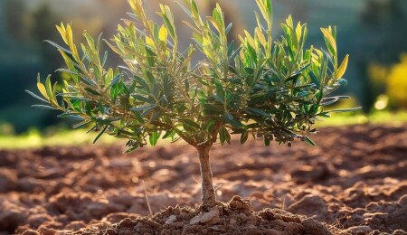 Evkaf’tan doğaya nefes olacak adım: Zeytin fidanı dikim töreni düzenleniyor