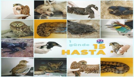 Yaban Hayatı Hastanesi’nde 1 günde 15 yaralı hayvan kabul edildi!
