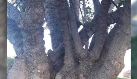 “Aşıklar Yolu” üzerindeki iki ağaç, Anıt Ağaç olarak koruma altına alındı